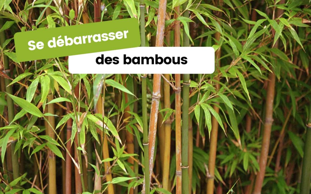 Comment se débarrasser des bambous dans son jardin ?