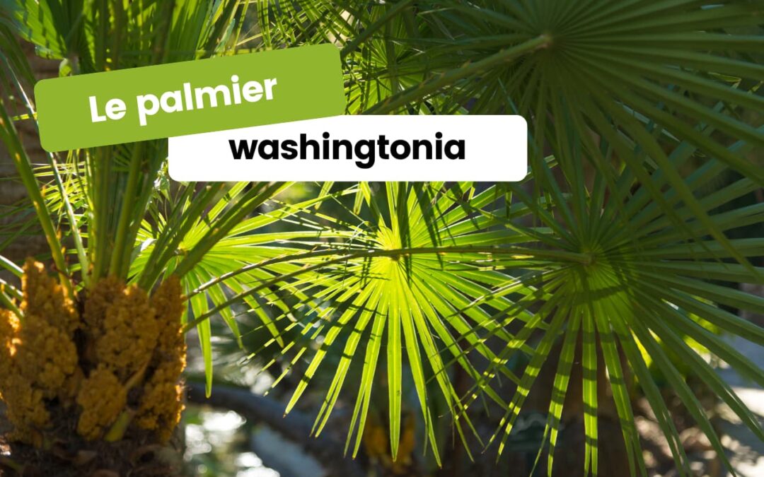 L’art de cultiver le palmier washingtonia dans votre jardin