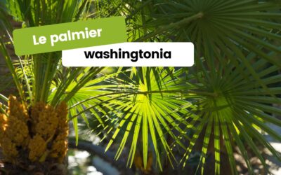 L’art de cultiver le palmier washingtonia dans votre jardin