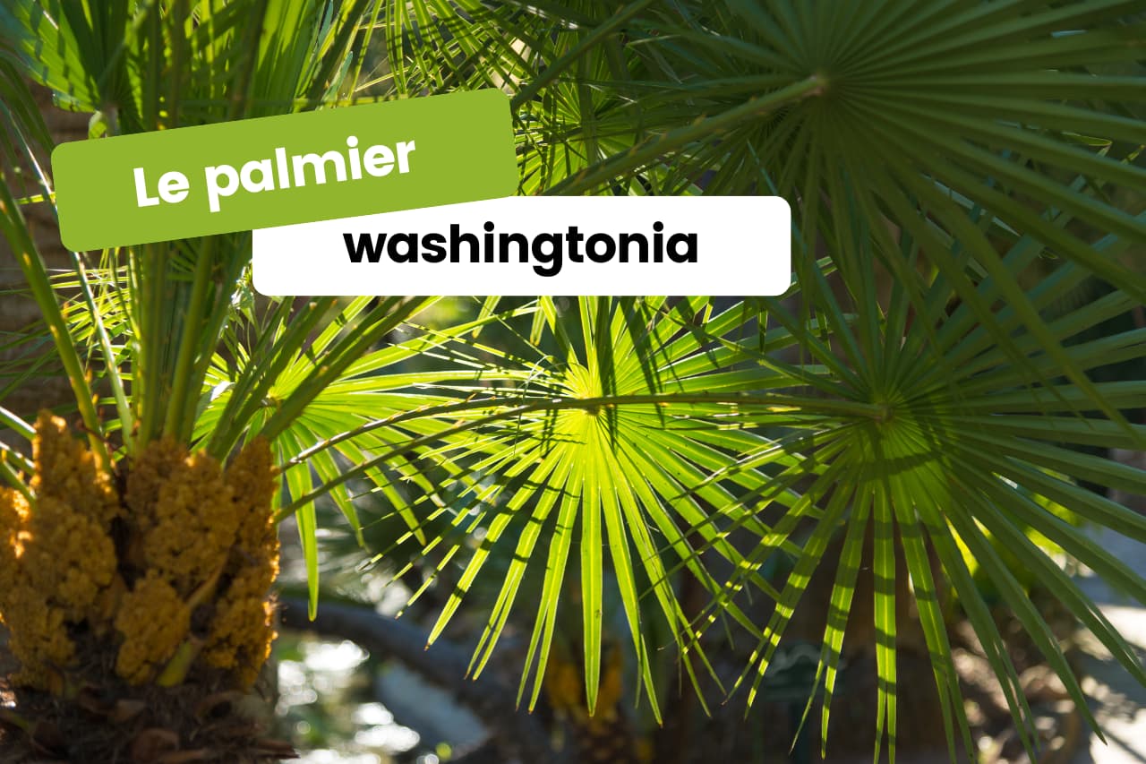 Le Palmier washingtonia