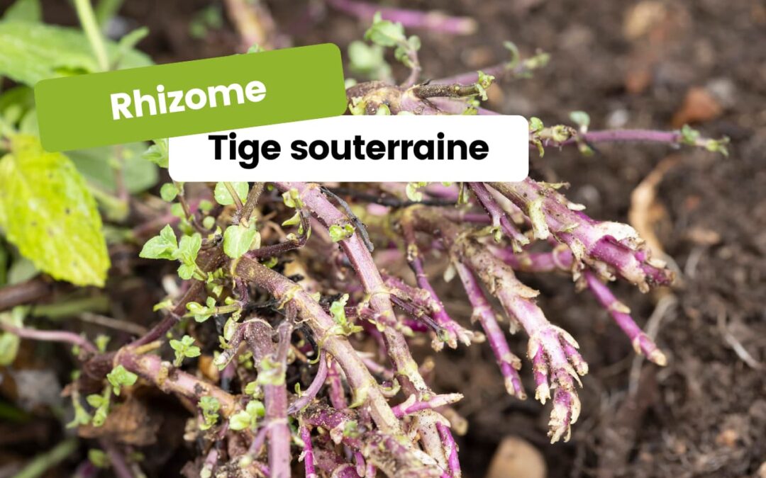 Qu’est-ce qu’un rhizome ?
