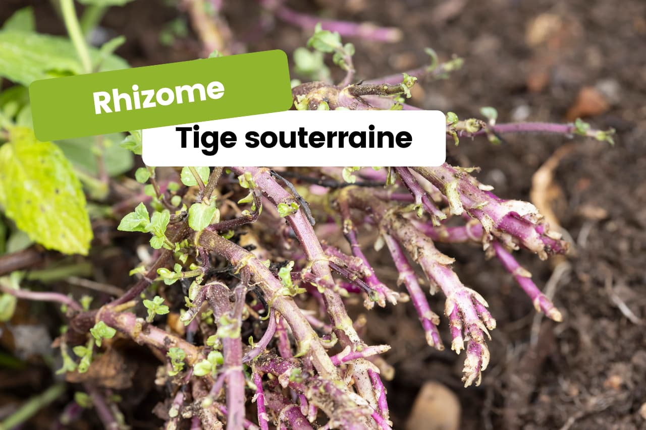 Qu'est-ce qu'un rhizome