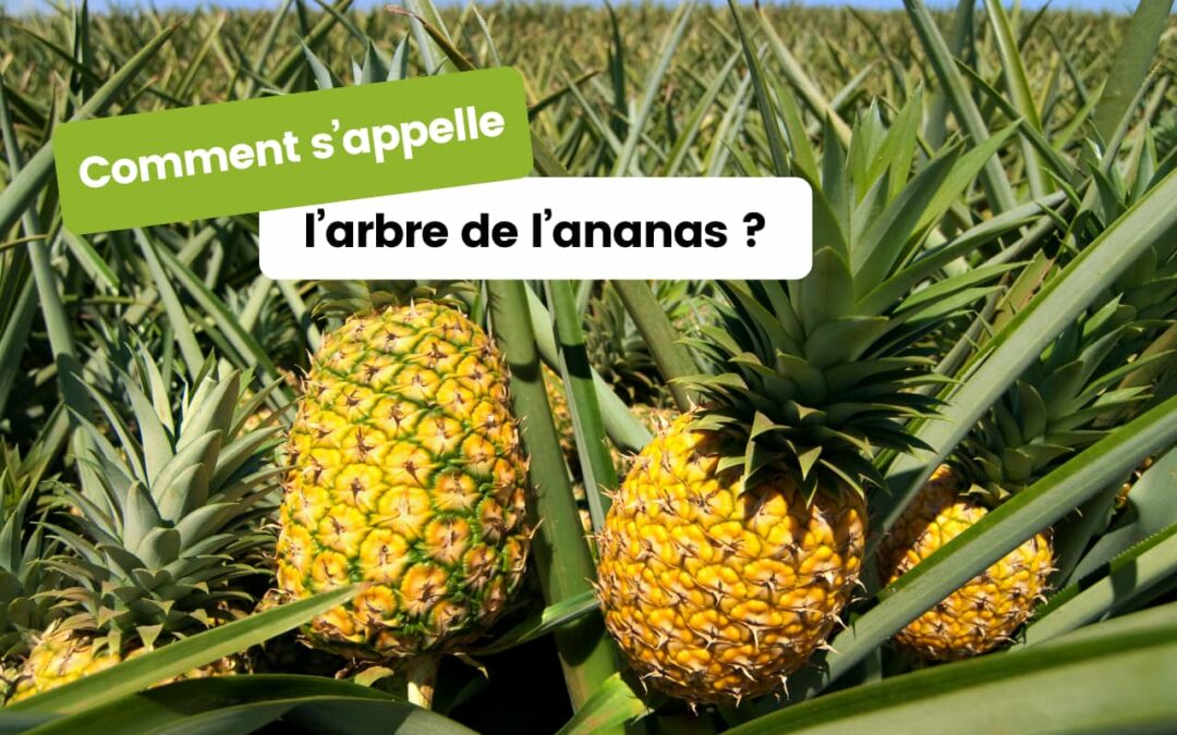 Comment s’appelle l’arbre de l’ananas ?