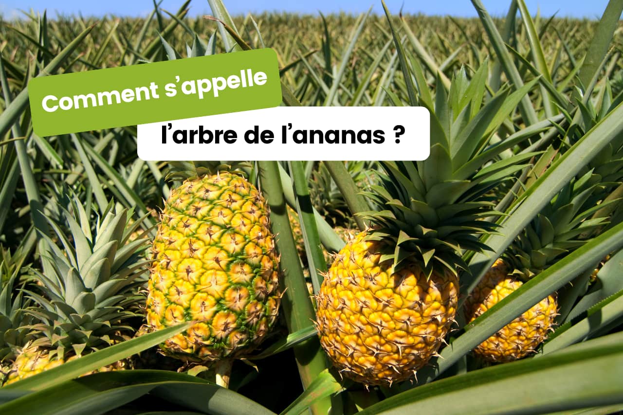Comment s'appelle l’arbre de l’ananas ?