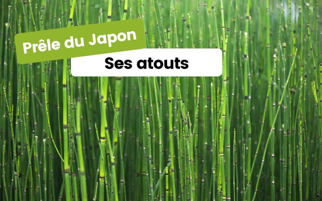 5 raisons de planter des prêles du Japon dans votre jardin