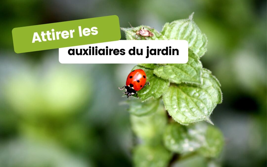 Transformer votre jardin en refuge pour auxiliaires