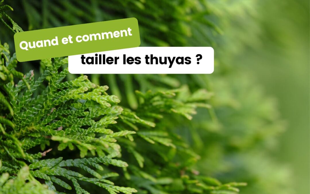 Quand et comment tailler les thuyas ? Conseils pratiques pour une haie dense et élégante