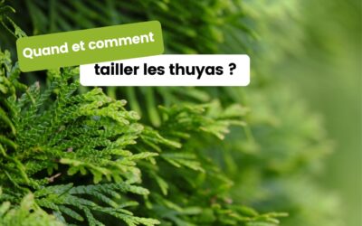 Quand et comment tailler les thuyas ? Conseils pratiques pour une haie dense et élégante