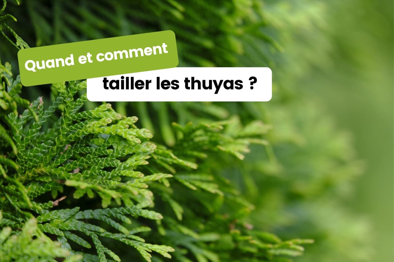 Quand et comment tailler les thuyas ?