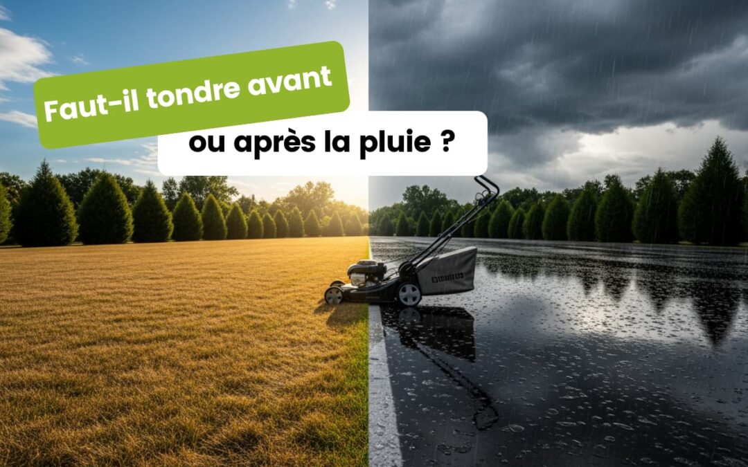 Faut-il tondre avant ou après la pluie ? Les bonnes pratiques
