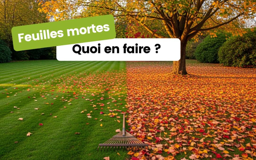Faut-il enlever ou laisser les feuilles mortes au jardin ? Le dilemme de l&rsquo;automne résolu